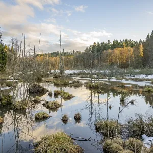 Winterladscape of a swamp with ice