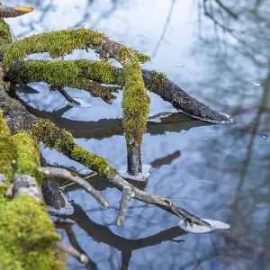 Winterladscape of a swamp with water and trees