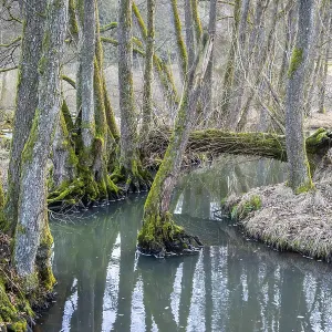 Winterladscape of a swamp with water and trees