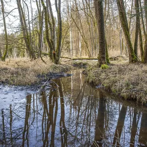 Winterladscape of a swamp with water and trees