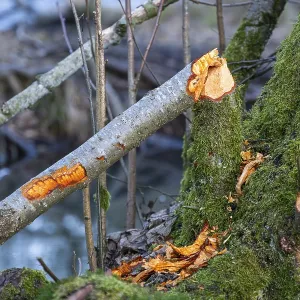 Winterladscape of tree bitten by a Eurasian beaver (Castor fiber) in a swamp Winterladscape of tree bitten by a Eurasian beaver (Castor fiber) in a swamp