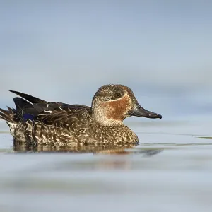Wintertaling in eclipse kleed, Eurasian teal in eclise plumage