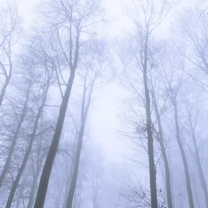 Wintery beech forest in fog, forest