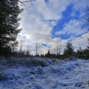 Wintery forest landscape with snow-covered ground and bright blue sky Wintery forest landscape with snow-covered ground and bright blue sky