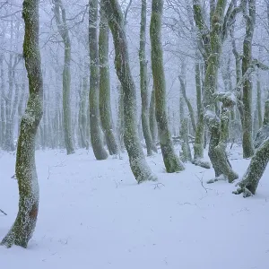 A wintery forest with snow-covered trees A wintery forest with snow-covered trees