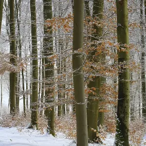 Wintry beech forest (Fagus sylvatica)
