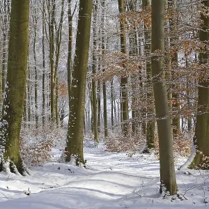Wintry beech forest (Fagus sylvatica) Wintry beech forest (Fagus sylvatica)