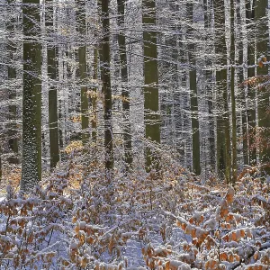 Wintry beech forest (Fagus sylvatica)