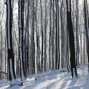 Wintry deciduous forest, Mt. Kreuzberg near Bischofsheim Wintry deciduous forest, Mt. Kreuzberg near Bischofsheim
