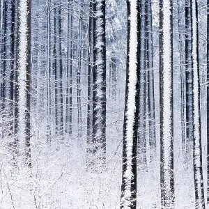 Wintry forest, Bayerischer Wald Wintry forest, Bayerischer Wald