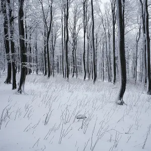 Wintry forest on Mt. Kreuzberg Wintry forest on Mt. Kreuzberg