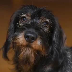 Wire-haired dachshund (Canis lupus familiaris) puppy Wire-haired dachshund (Canis lupus familiaris) puppy