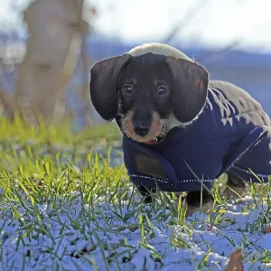Wire-haired dachshund in winter coat Wire-haired dachshund in winter coat