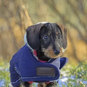 Wire-haired dachshund in winter coat Wire-haired dachshund in winter coat