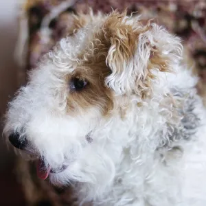 Wire-haired fox terrier portrait on blurry background