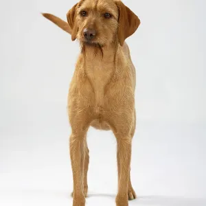 Wire-haired Hungarian pointer, wire-haired Vizsla Wire-haired Hungarian pointer, wire-haired Vizsla