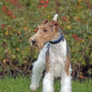 Wirehaired Fox Terrier Wirehaired Fox Terrier