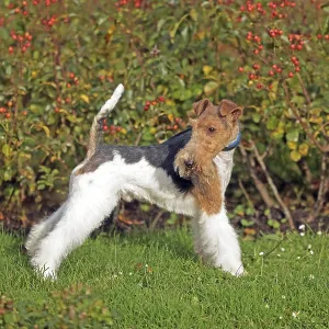 Wirehaired Fox Terrier Wirehaired Fox Terrier