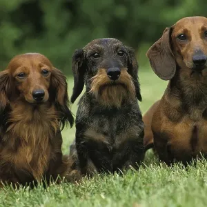 Wirehaired and Roughhaired Dachshunds and Longhaired Dachshunds Standing on Grass Wirehaired and Roughhaired Dachshunds and Longhaired Dachshunds Standing on Grass
