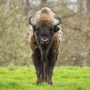 Wisent, European bison (Bison bonasus) in molt in a meadow Wisent, European bison (Bison bonasus) in molt in a meadow