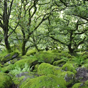 Wistman's Wood Print, Dartmoor National Park