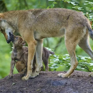 A wolf bends over to a puppy, shows affection