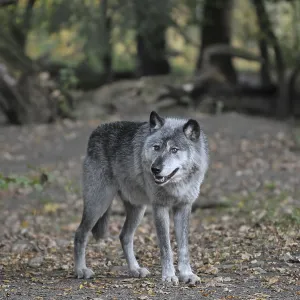 Wolf (Canis lupus) Wolf (Canis lupus)