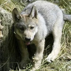 WOLF/CANIS LUPUS