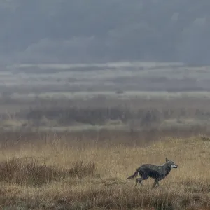 The Wolf (Canis lupus) Hunting Print, Denmark The Wolf (Canis lupus) Hunting Print, Denmark