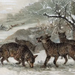 Wolf (Canis lupus), pack of wolves in the snow