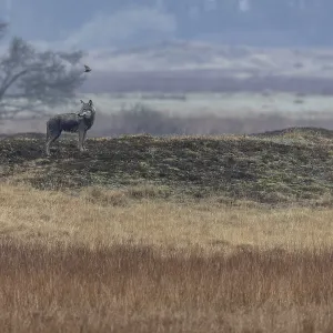 A Wolf Watching Deer Print, Denmark A Wolf Watching Deer Print, Denmark
