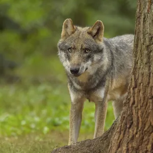 Wolf (Canis lupus), wolf peeking from behind a tree in a dense forest with lush greenery