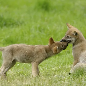 Wolf cubs, Gray wolves (Canis lupus), cubs, young