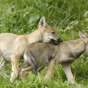 Wolf cubs, Gray wolves (Canis lupus), cubs, young