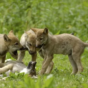 Wolf cubs, wolves (Canis lupus)