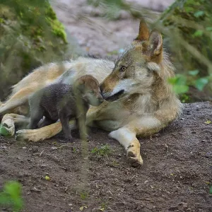 A wolf gently interacts in the forest with its puppy A wolf gently interacts in the forest with its puppy
