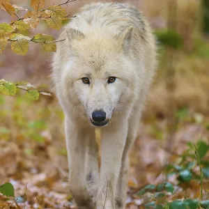 Wolf with intense gaze running through deciduous forest