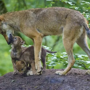 A wolf interacts lovingly with two puppies
