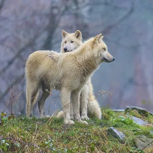 One wolf leaning against another in the rain in a misty autumn landscape full of soft sounds