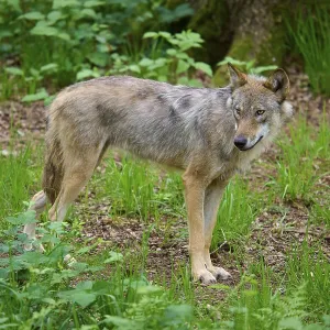 A wolf looks backwards in the green forest