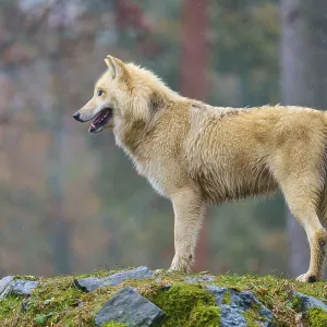 A wolf looks into the distance from the rocky ground in a forest