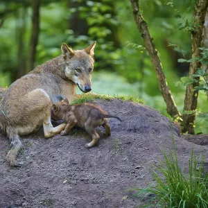 A wolf lying in the forest with a sucking puppy