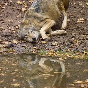 Wolf playing on the shore and reflected in the calm waters of the autumn forest