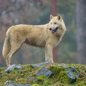 A wolf poses in the rain on a rock covered with moss