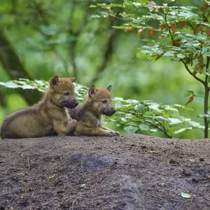 Two wolf pups rest on a mound in the forest