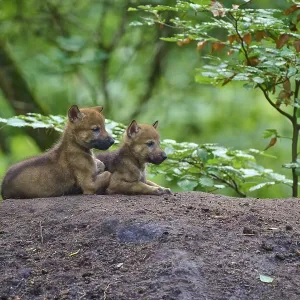Two wolf pups sitting close together on a hill