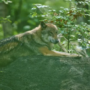 Wolf resting on a hill in the forest
