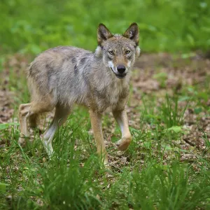 A wolf runs in the forest surrounded by green grass and trees