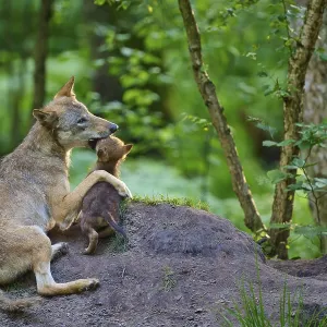 Wolf showing affection for her puppy in the forest