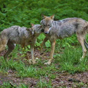 A wolf shows affection for another in a green forest